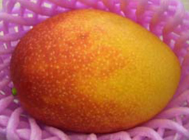 完熟ミニマンゴ―